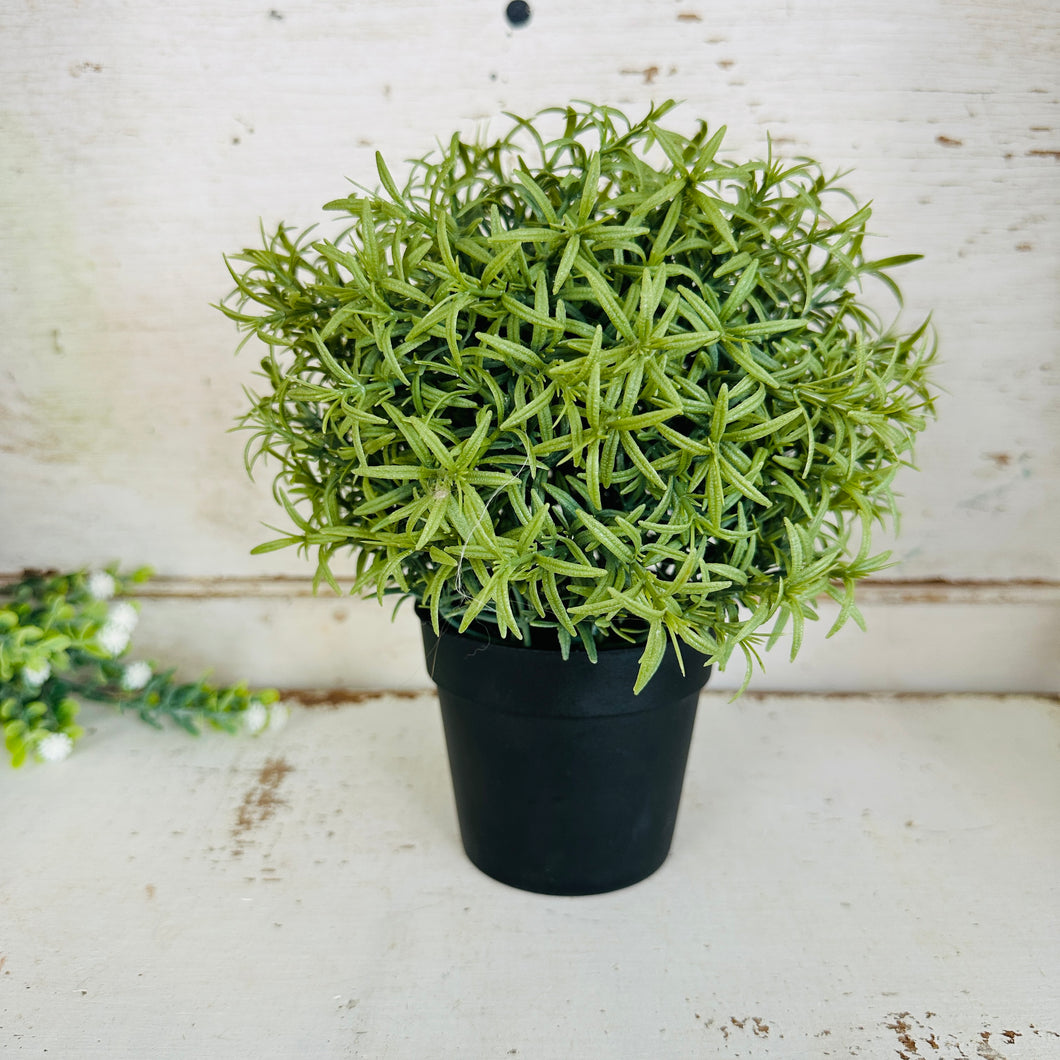 Rosemary Plant