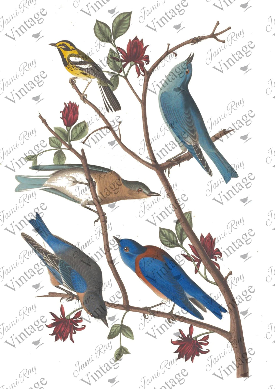 Bluebird | JRV Rice Paper | A4