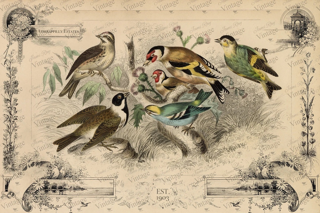 Cottage Birds