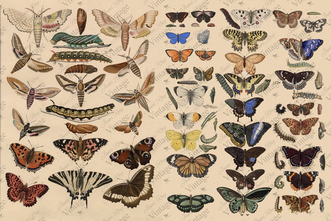 Scientific Butterflies